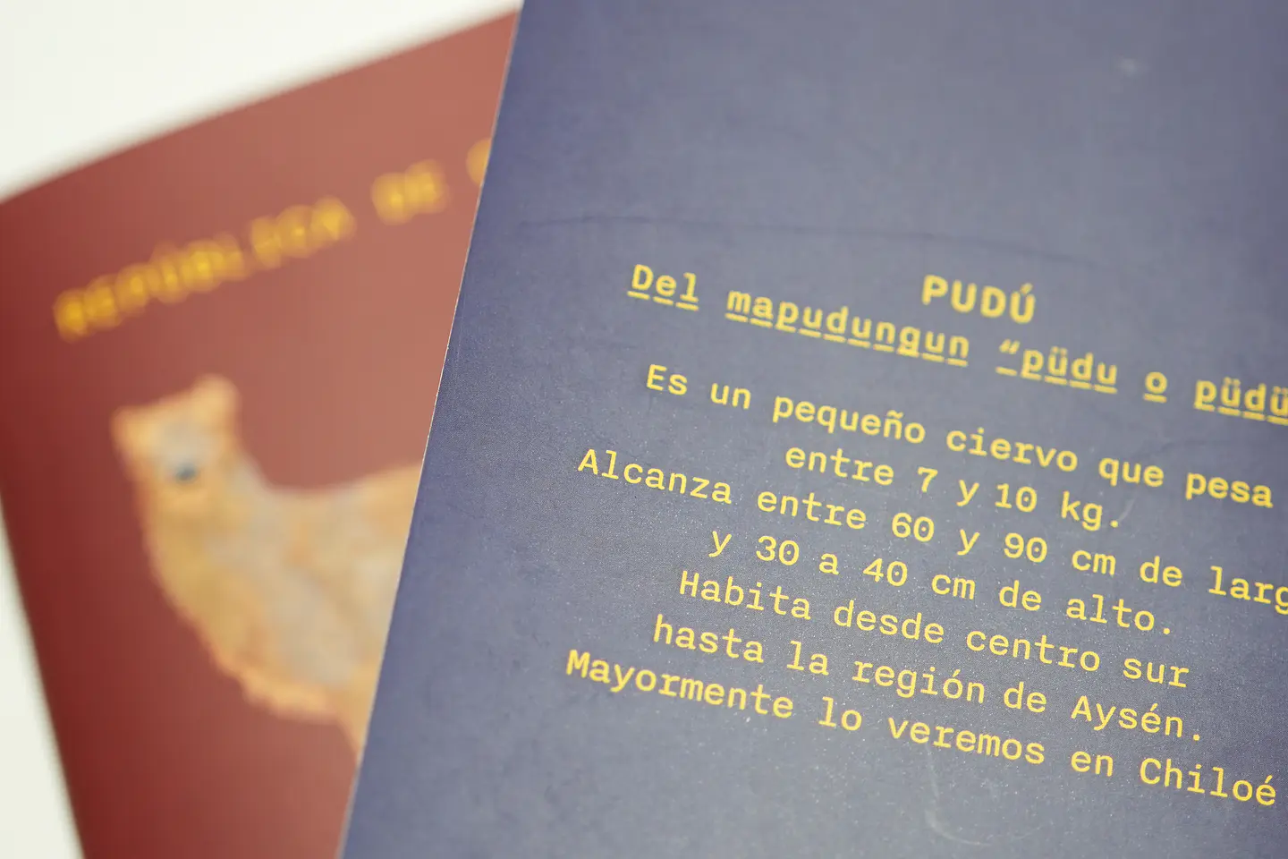 ANIMALES DE CHILE - PASSPORT TRAVEL NOTEBOOK 14