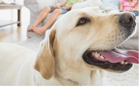 Manta De Polar Mascotas Perros Y Gatos 100x70cm