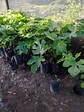 Venta de Plantas de Higueras , Higo variedad Black Mission: natural, resistente y de frutos suaves y dulces, una opción 100% duradera para tu jardín - Miniatura 1