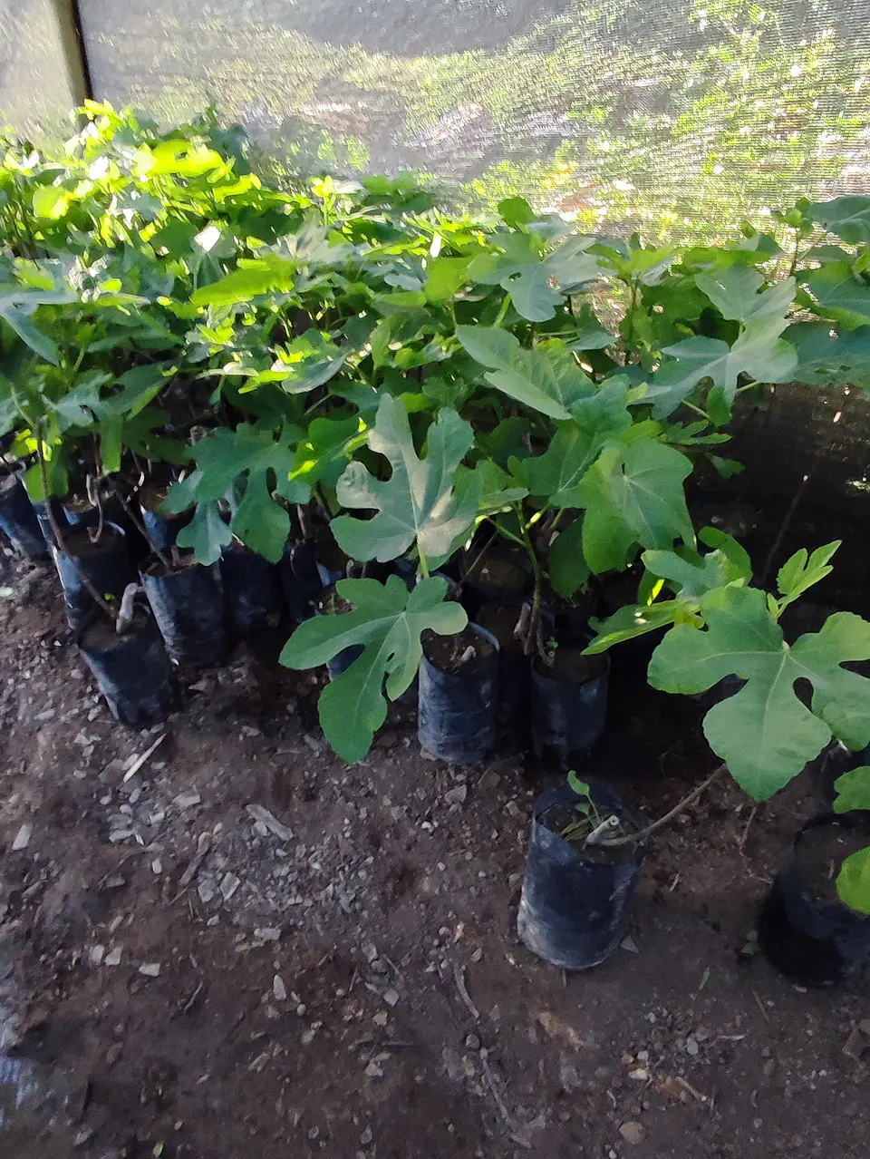 Venta de Plantas de Higueras , Higo variedad Black Mission: natural, resistente y de frutos suaves y dulces, una opción 100% duradera para tu jardín 1