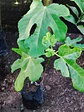 Venta de Plantas de Higueras , Higo variedad Black Mission: natural, resistente y de frutos suaves y dulces, una opción 100% duradera para tu jardín - Miniatura 2