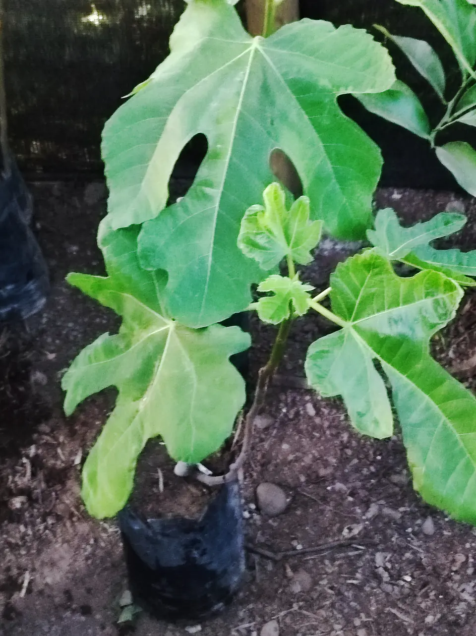 Venta de Plantas de Higueras , Higo variedad Black Mission: natural, resistente y de frutos suaves y dulces, una opción 100% duradera para tu jardín 2