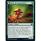 Brote de setamortífera / NM 1