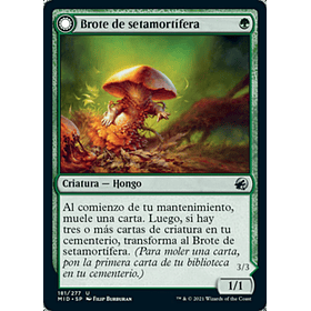 Brote de setamortífera / NM