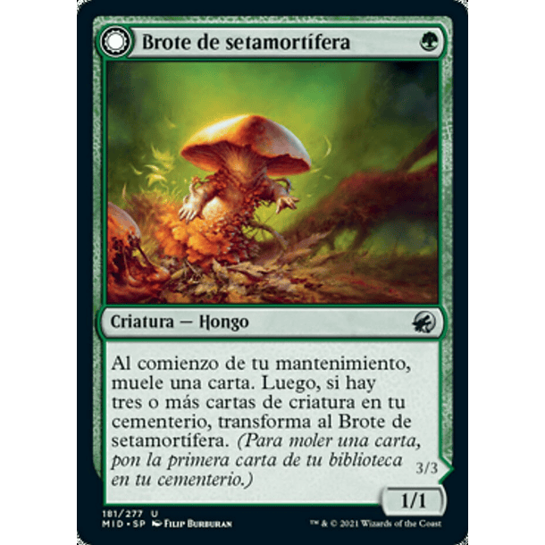 Brote de setamortífera / NM 1