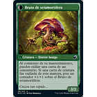 Brote de setamortífera / NM 2