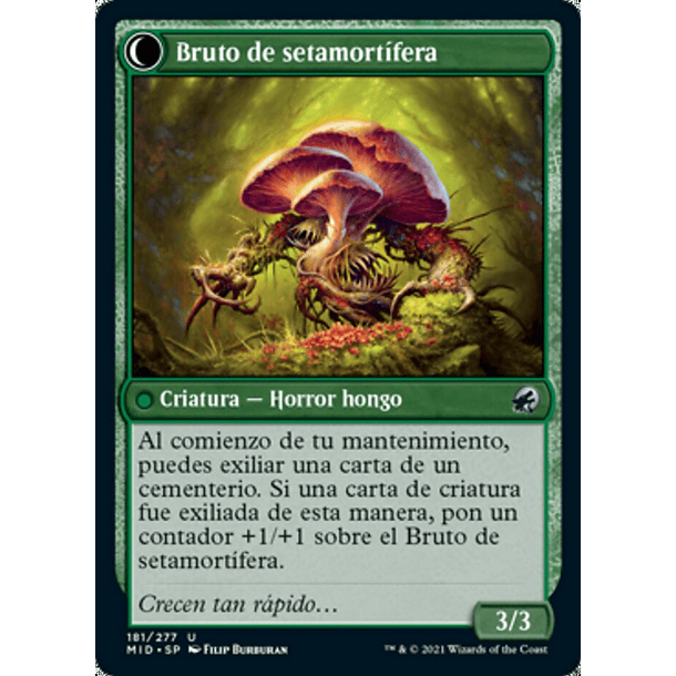 Brote de setamortífera / NM 2