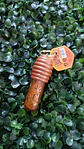 KIT BASIC GIRL 4 ITENS COM BODY SPLASH - Thumbnail 3