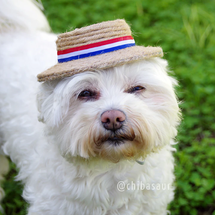 Chupalla dieciochera para mascota 1