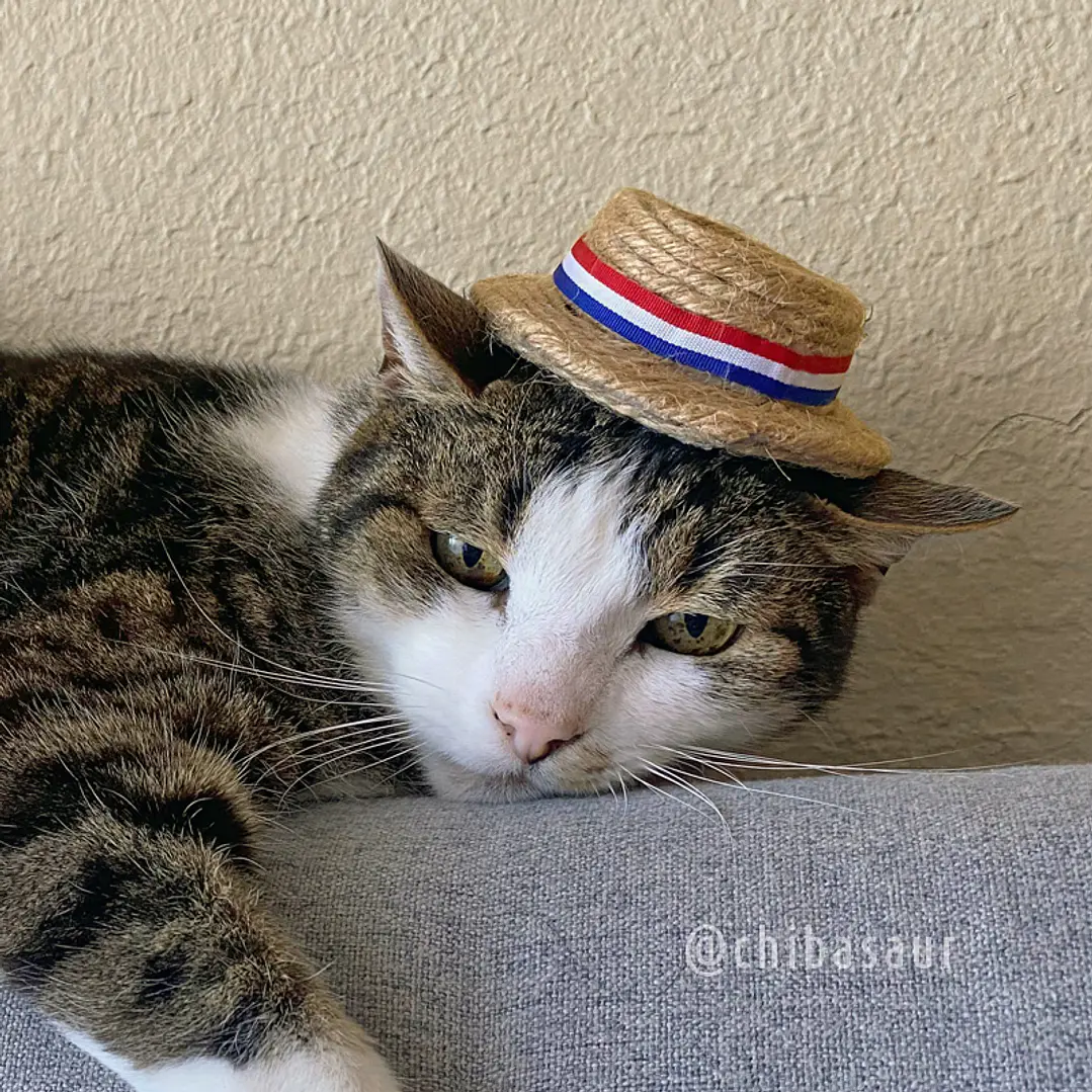Chupalla dieciochera para mascota 2