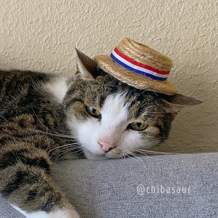 Chupalla dieciochera para mascota 2