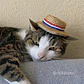 Chupalla dieciochera para mascota - thumbnail 2