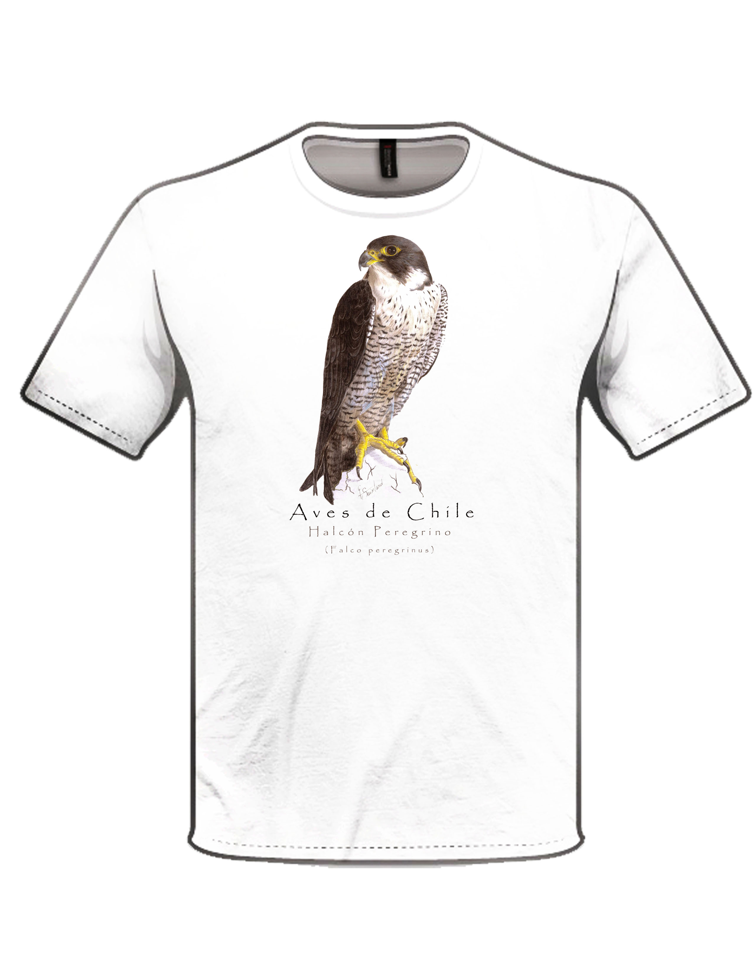 Polera halcón peregrino