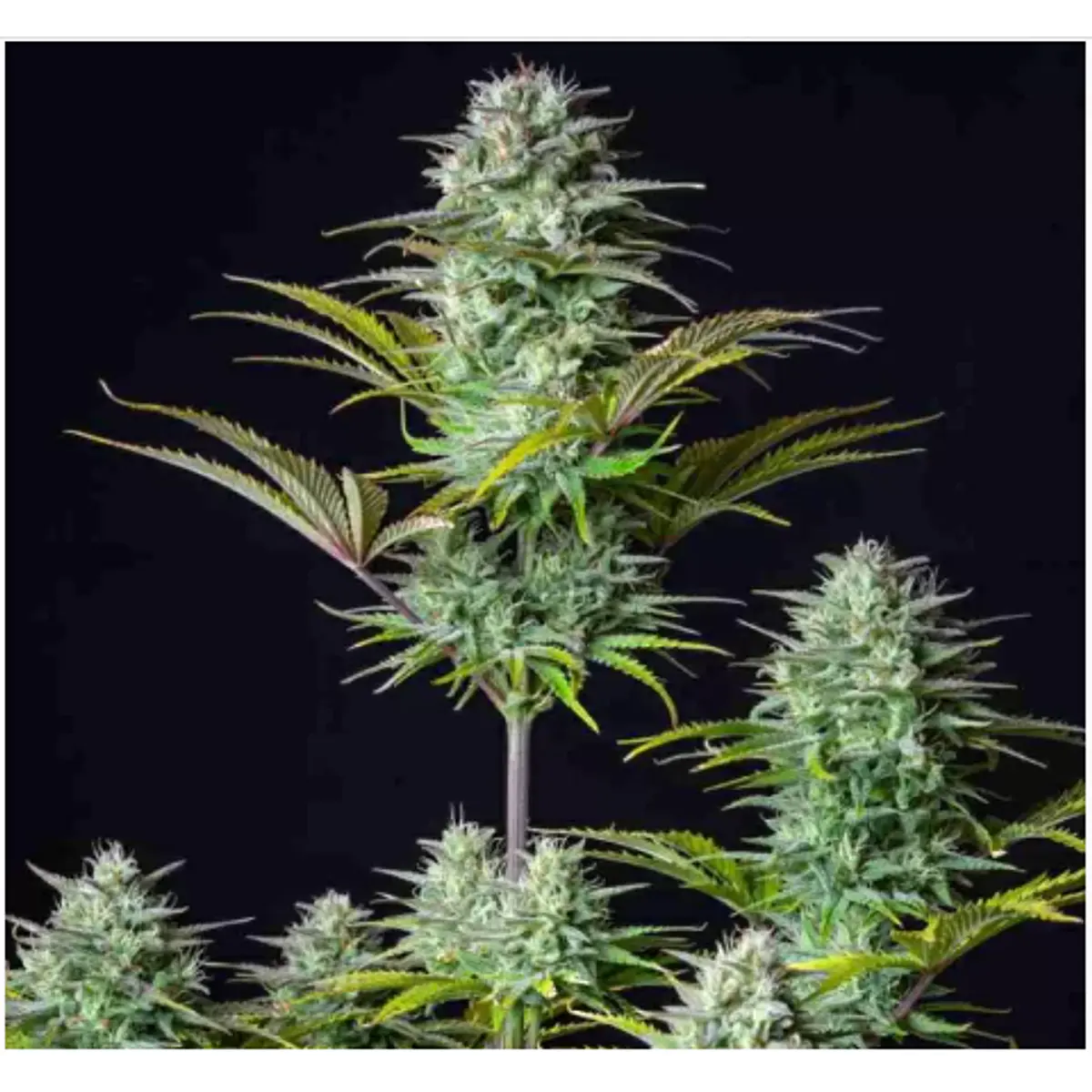 KOSHER CAKE AUTO X3 FAST BUDS