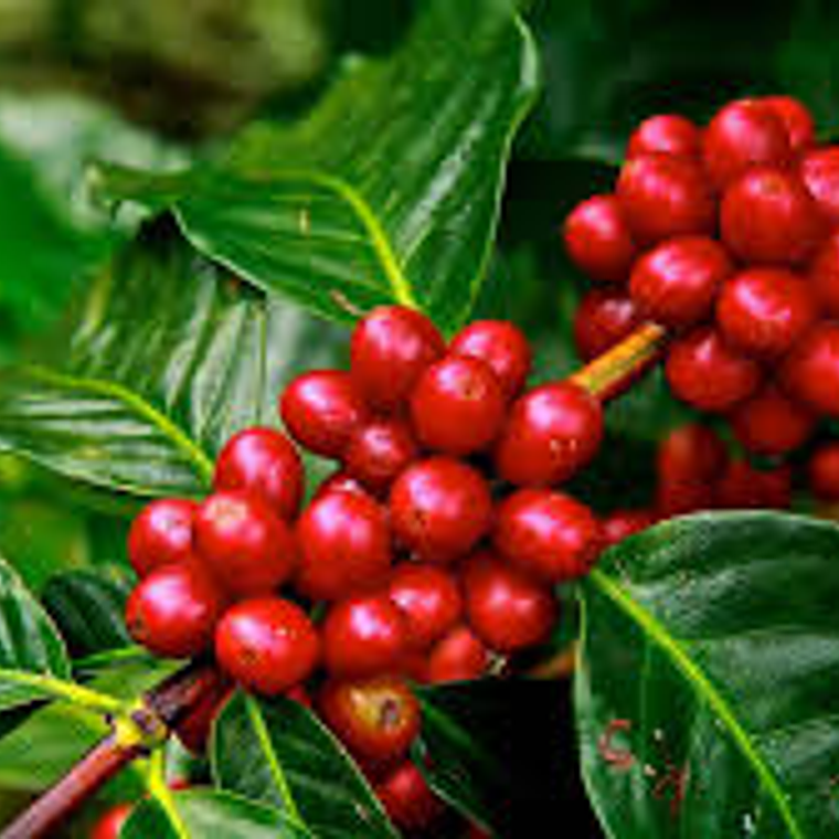 Café Azteca  Bolsa de 500 gr 4