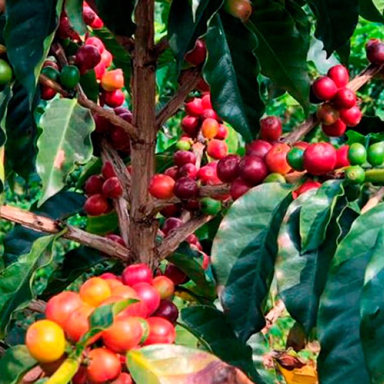 Café Puerta de Oro de la Región de Santa Marta Colombia  240 gramos  3