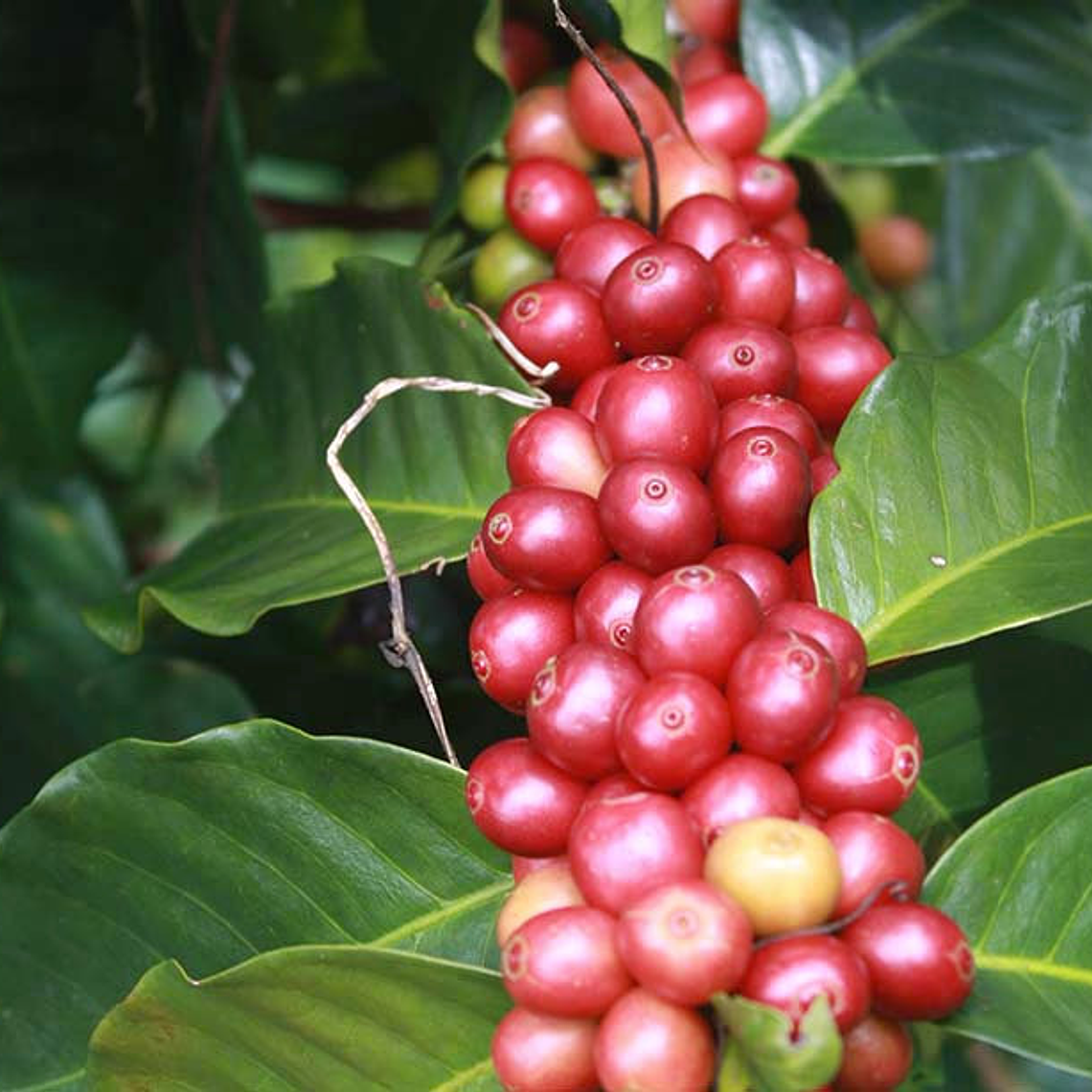 Café Oriental  240 gramos 3