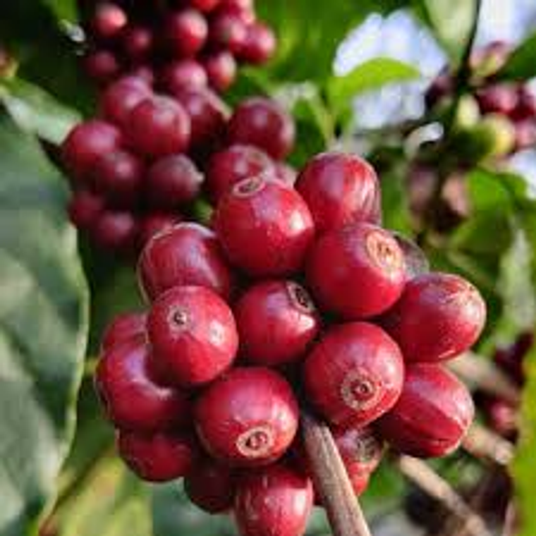 Café Amazónico de la Región de Cauca. Colombia 3