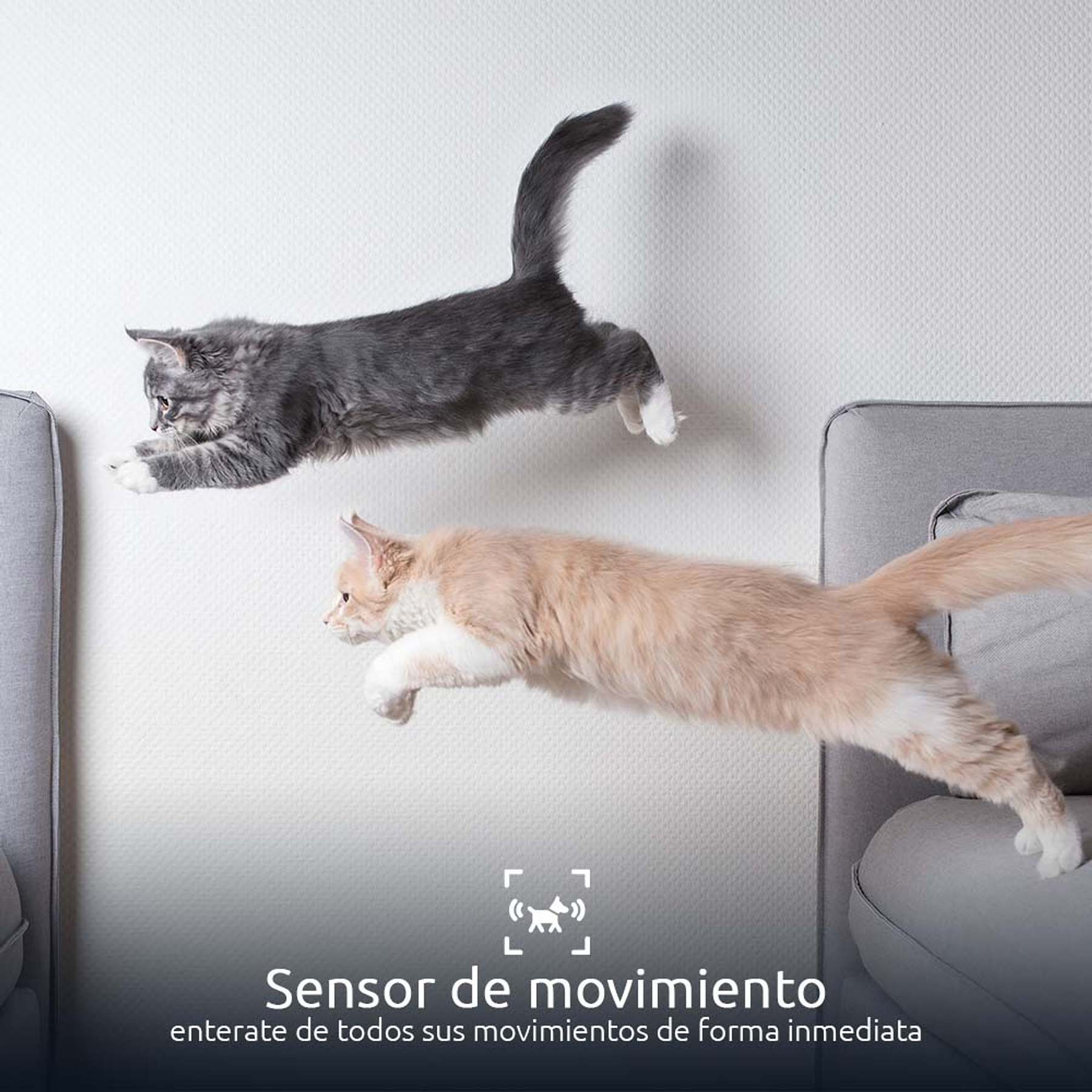 Nexxt Solutions Connectivity Dispensador Inteligente de Alimento para Mascotas con Cámara HD