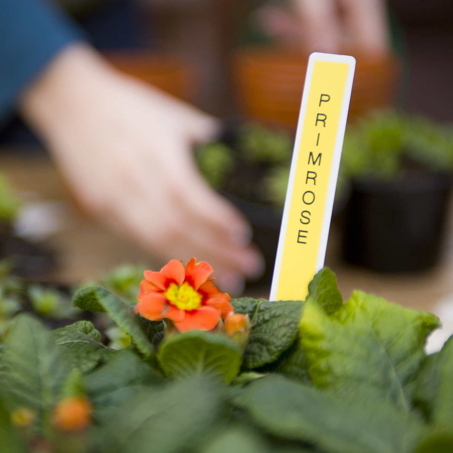 Brother P-touch PT-H110, Rotuladora Portátil Térmica, 12mm, Pantalla LCD 5