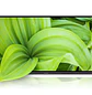 ViewSonic ViewBoard IFP8634, Pantalla Interactiva 86