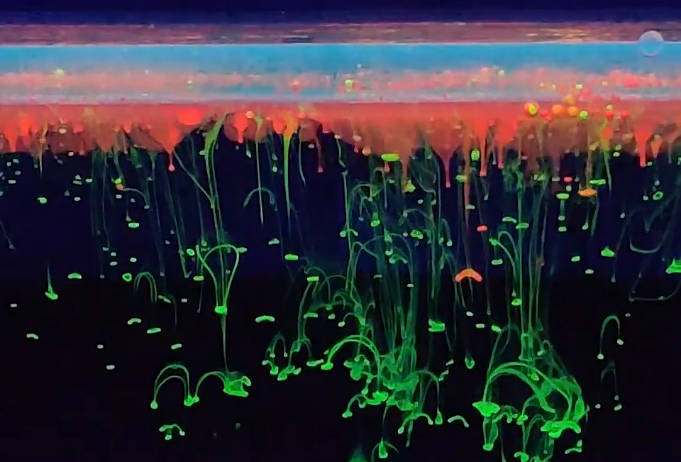 Juego Científico STEM - Vamos a Brillar en la Oscuridad 4