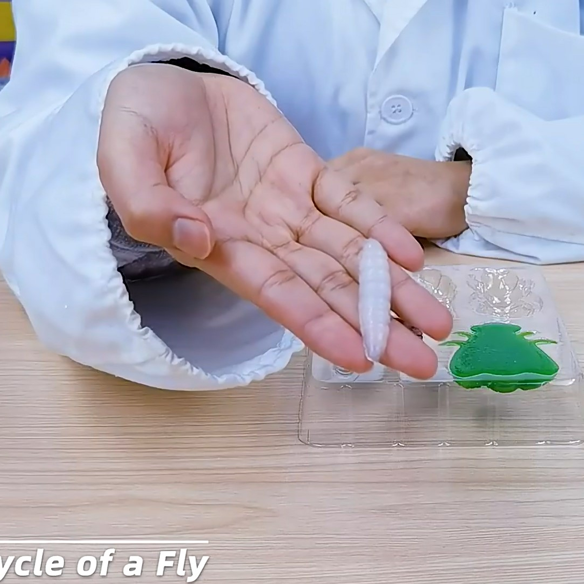 Juego Científico STEM - Esto es Asqueroso! 3