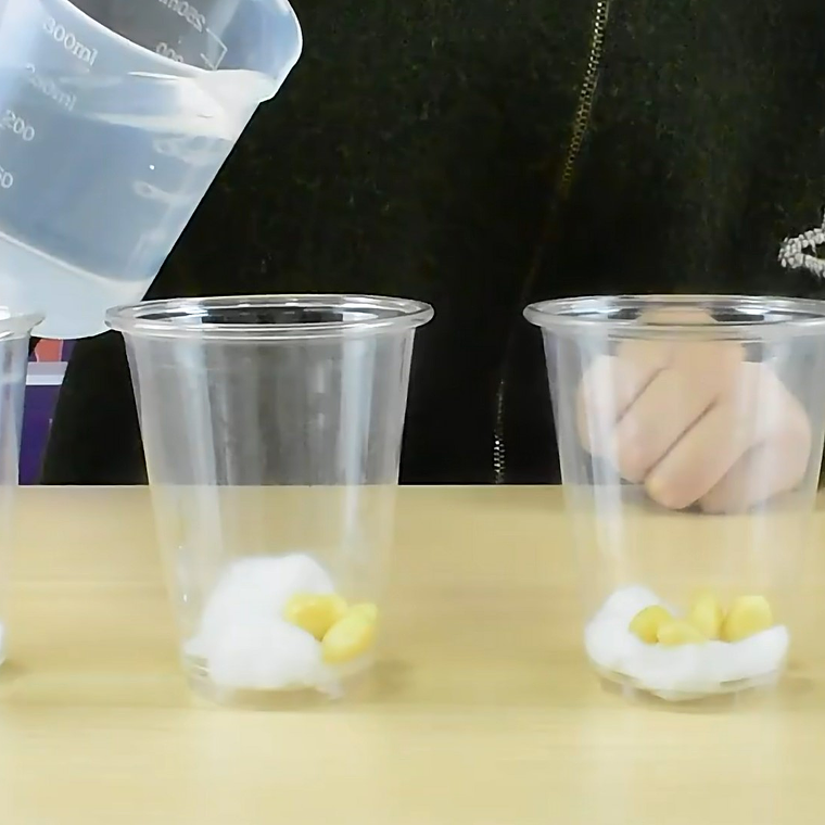 Juego Científico STEM - Crecimiento de las Plantas 2