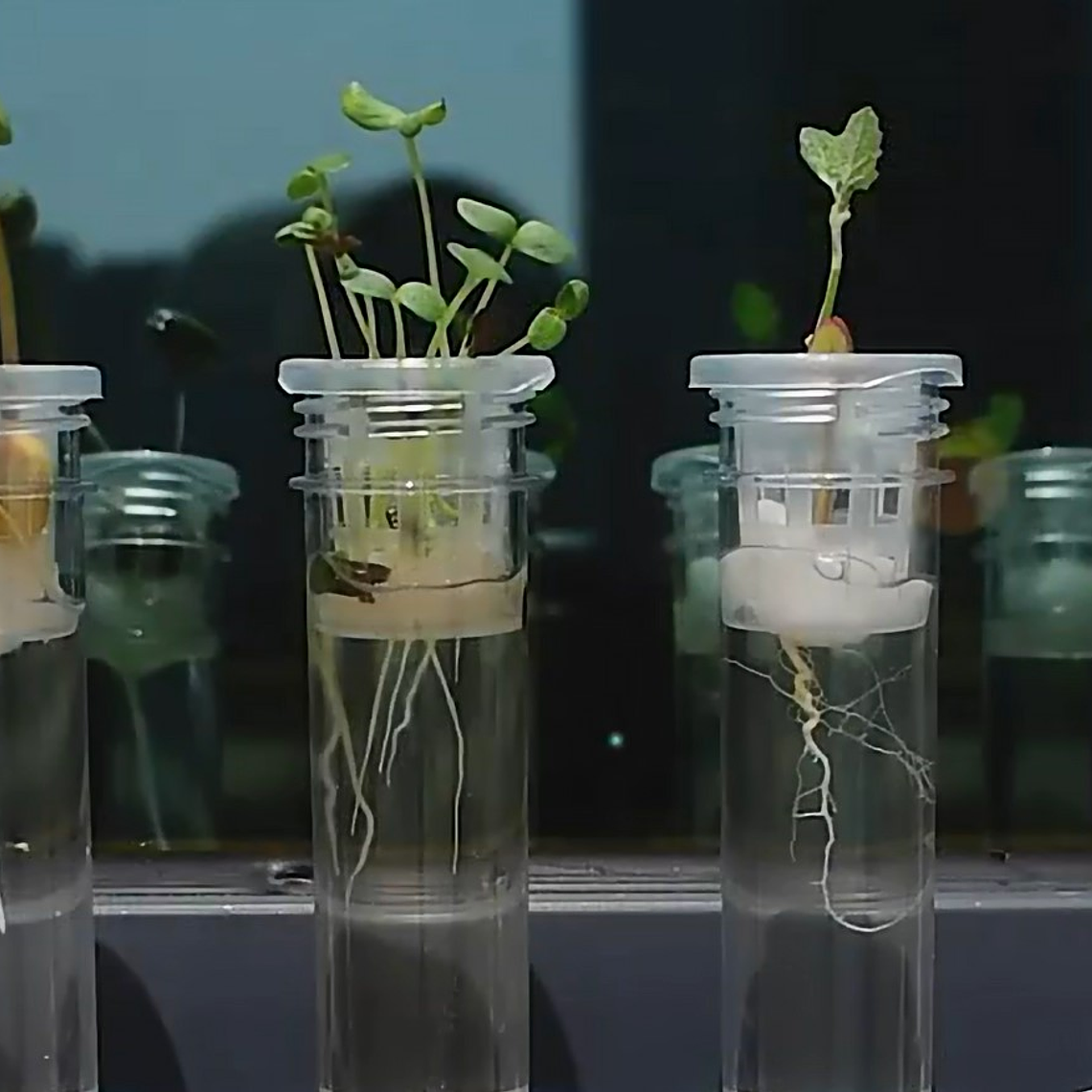 Juego Científico STEM - Crecimiento de las Plantas 3