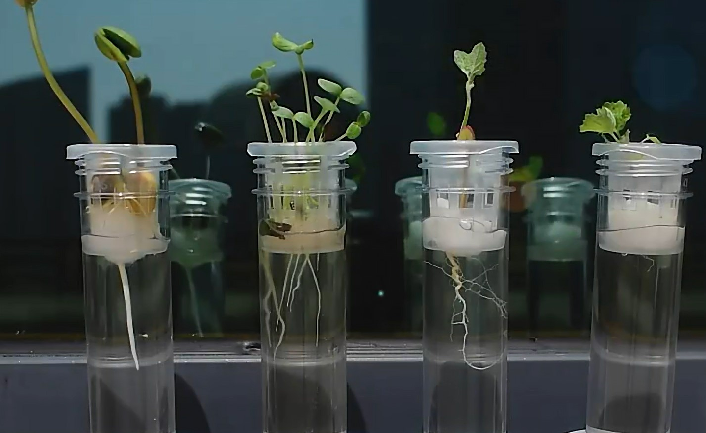 Juego Científico STEM - Crecimiento de las Plantas 3