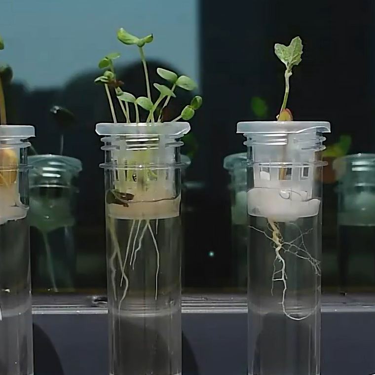 Juego Científico STEM - Crecimiento de las Plantas 3