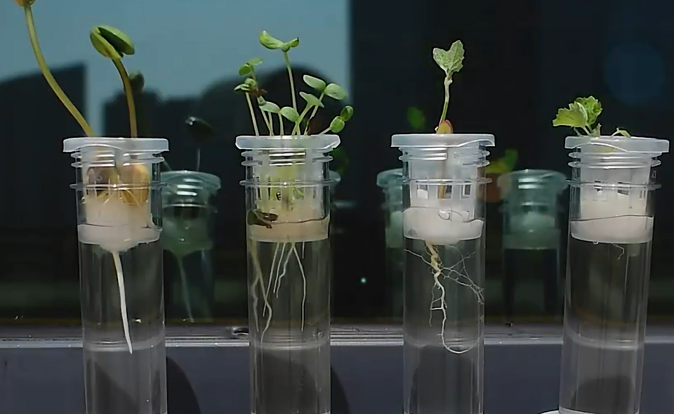 Juego Científico STEM - Crecimiento de las Plantas 3