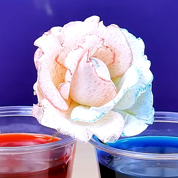 Juego Científico STEM - Crecimiento de las Plantas 4