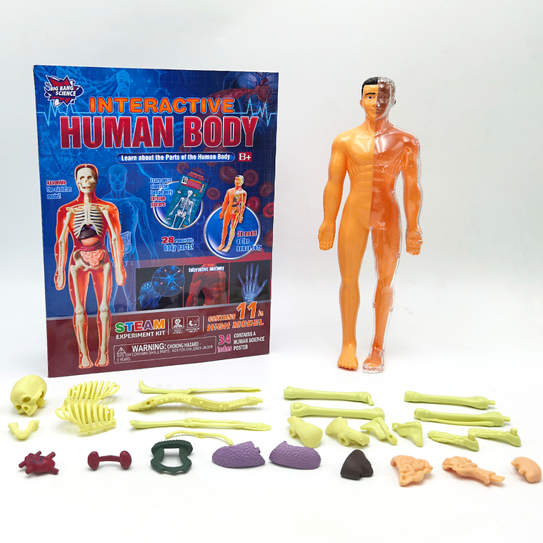 Juego de Ciencias STEAM - Cuerpo Humano Interactivo 2