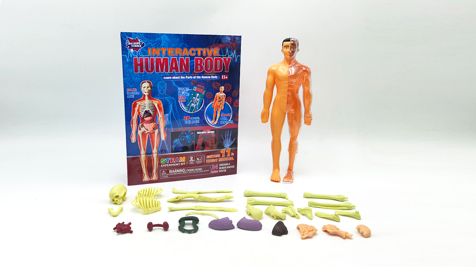 Juego de Ciencias STEAM - Cuerpo Humano Interactivo 2