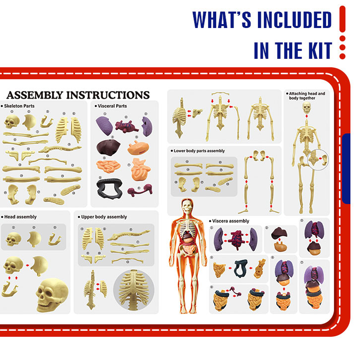 Juego de Ciencias STEAM - Cuerpo Humano Interactivo 3