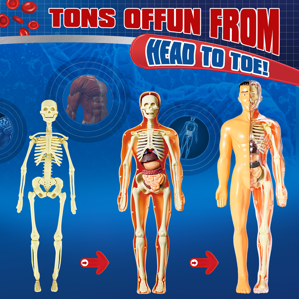 Juego de Ciencias STEAM - Cuerpo Humano Interactivo 4