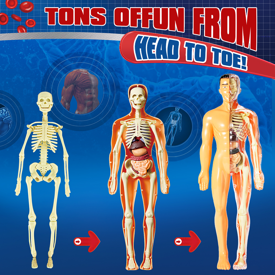 Juego de Ciencias STEAM - Cuerpo Humano Interactivo 4