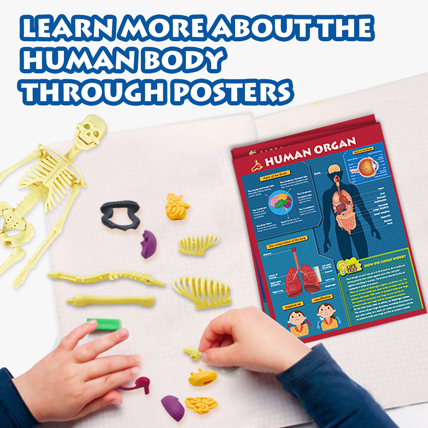 Juego de Ciencias STEAM - Cuerpo Humano Interactivo 5