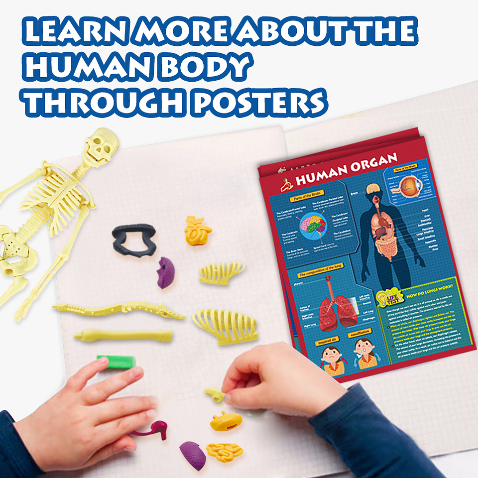 Juego de Ciencias STEAM - Cuerpo Humano Interactivo 5