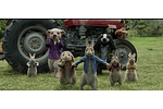 Las Travesuras de Peter Rabbit