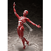(PEDIDO) figma Human Anatomical Model 