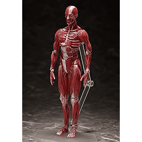 (PEDIDO) figma Human Anatomical Model 