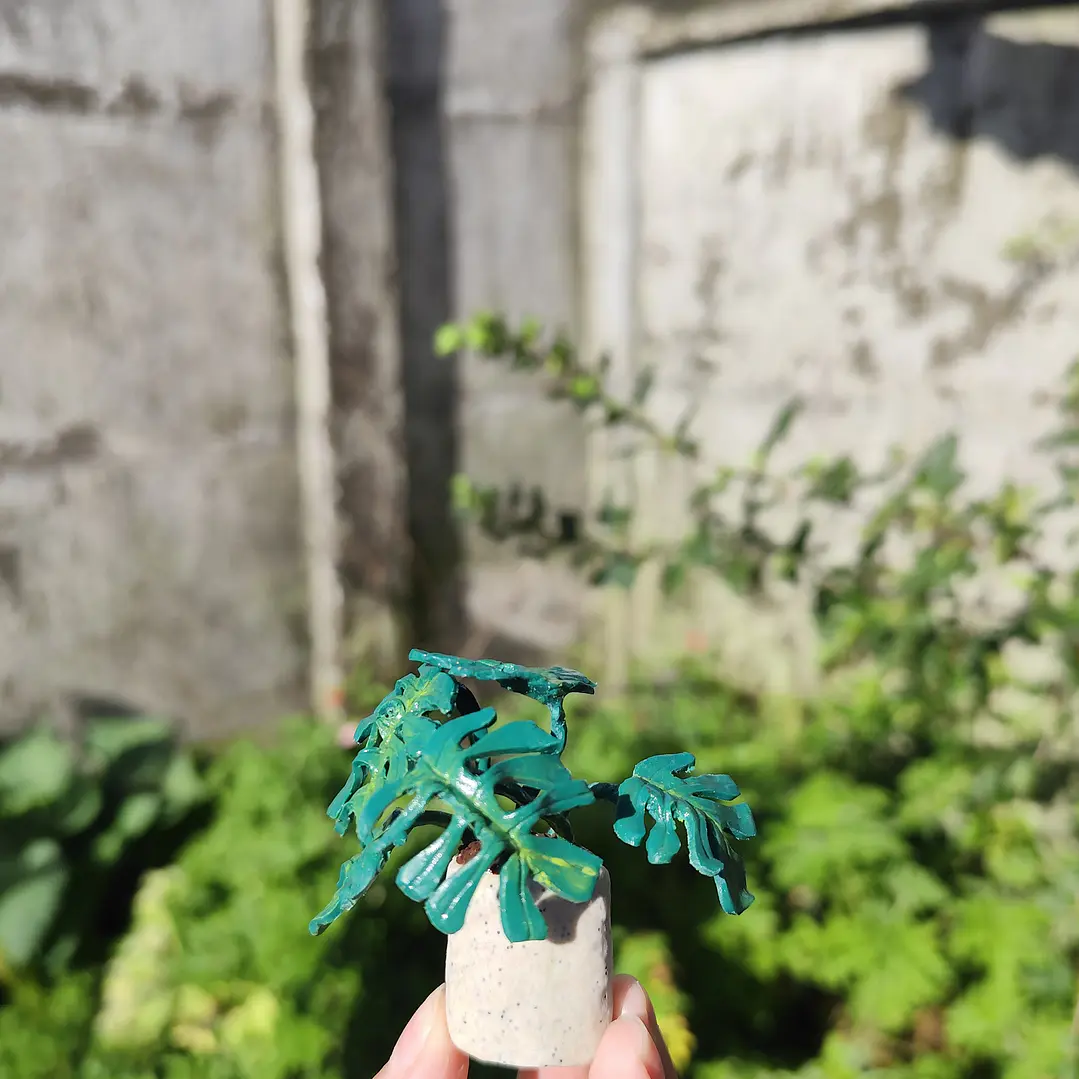 Monstera Deliciosa 1 ♥ 1