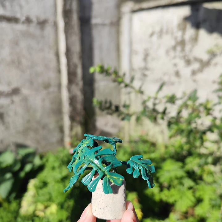 Monstera Deliciosa 1 ♥ 1