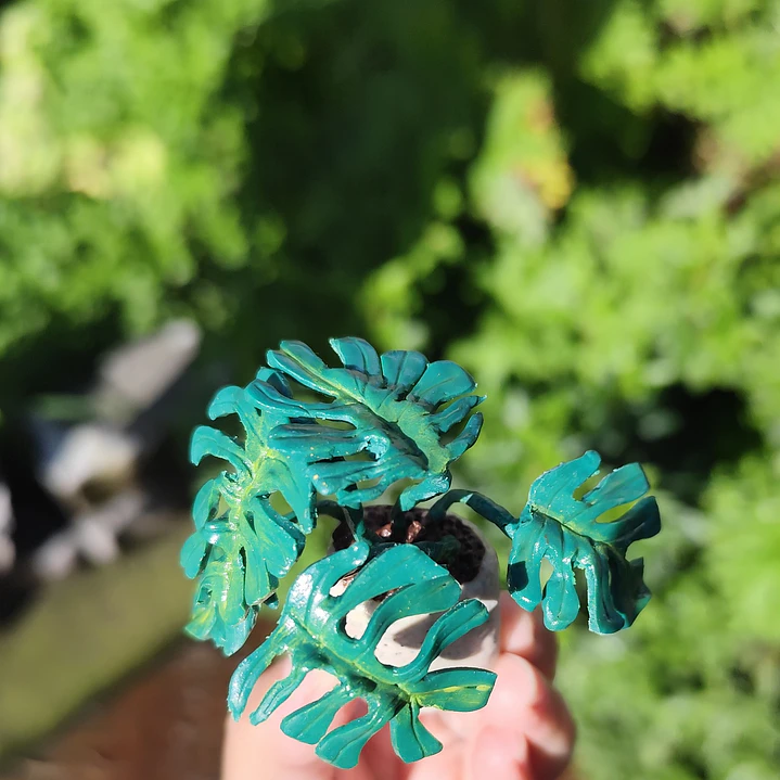 Monstera Deliciosa 1 ♥ 2
