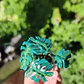 Monstera Deliciosa 1 ♥ - Miniatura 2