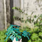 Monstera Deliciosa 1 ♥ - Miniatura 3