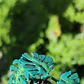 Monstera Deliciosa 1 ♥ - Miniatura 4