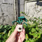 Monstera Deliciosa 1 ♥ - Miniatura 5